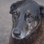 “Caso Orelha” mobiliza mais de 2 milhões de menções nas redes e pressiona autoridades por justiça